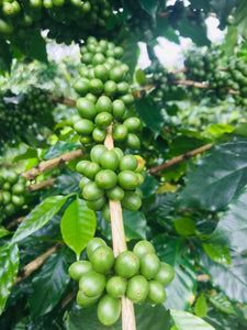 Organic 100% Robusta Green Coffee beans, Grade AA+A, 1 Kg. ( USDA/EU Approval)