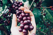 Load image into Gallery viewer, Coffee Beans, HOUSE BLEND, Dark Roasted, 500 gr.