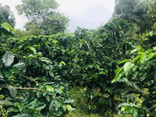 Load image into Gallery viewer, Coffee Beans, HOUSE BLEND, Dark Roasted, 1 Kg.